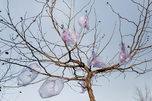 low angle view of plastic bag on tree against blue sky, ecology concept