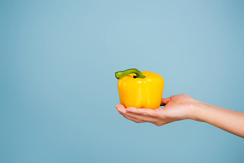 female hand with yellow bell pepper isolated on blue