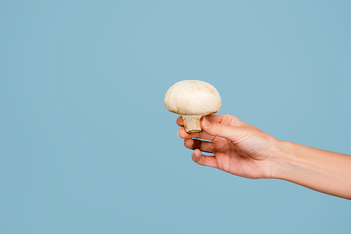 cropped view of woman holding raw mushroom isolated on blue