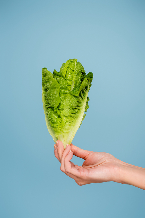 cropped view of woman holding fresh lettuce isolated on blue