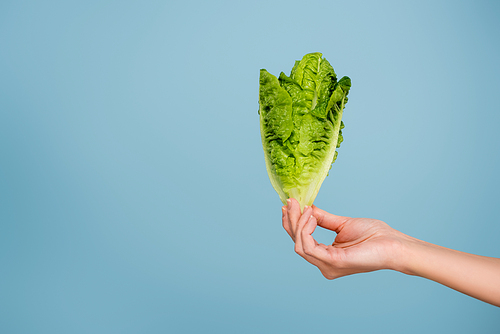 partial view of woman with fresh green lettuce isolated on blue