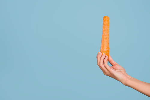 female hand with fresh whole carrot isolated on blue