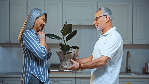 side view of smiling senior man presenting plant to amazed asian wife