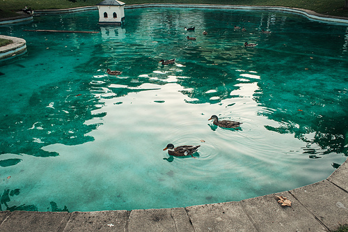 wild ducks in artificial pond in park