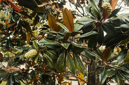 branches of magnolia with glossy leaves and cones