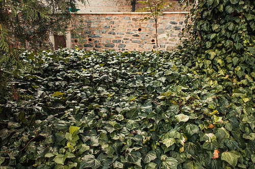 evergreen ivy liana near stone wall in park