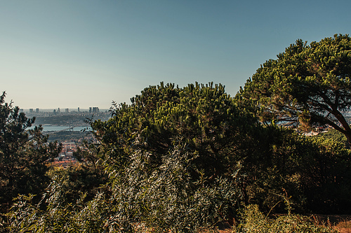 old pines on hill, and view of Istanbul and Bosphorus strait
