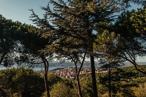 city view from hill with old fir trees