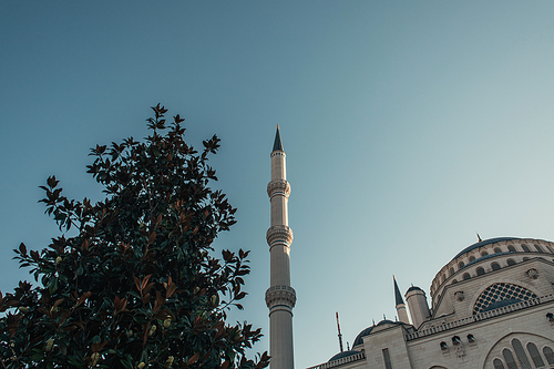 green magnolia tree near Mihrimah Sultan Mosque, Istanbul, Turkey