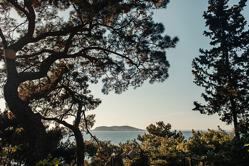 evergreen pine trees on hill with seascape