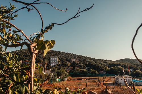 dry tree, and view of buildings on green hill