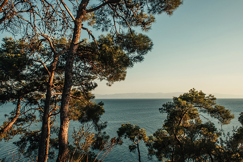 old pine trees, and seascape with skyline