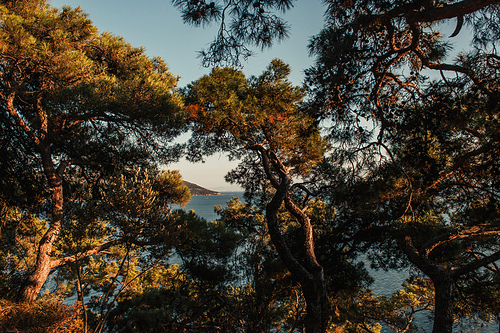 old pine trees on hill with sea view