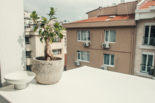 bansai tree in flowerpot on windowsill