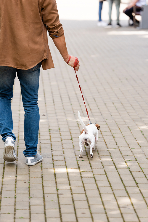 back view of man in jeans walking along pavement with jack russell terrier dog on leash
