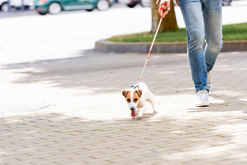 cropped view of man in jeans walking with jack russell terrier dog on leash