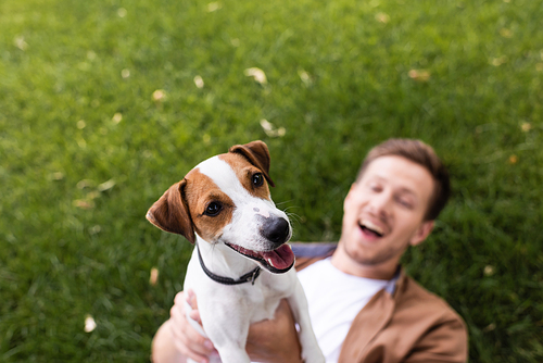 selective focus of excited man holding jack russell terrier dog while lying on green lawn