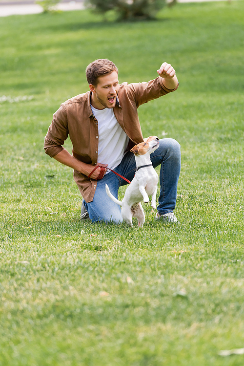 young man in brown shirt and jeans training jack russell terrier dog on green grass in park