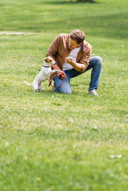 young man in casual clothes playing with jack russell terrier dog on lawn in urban park