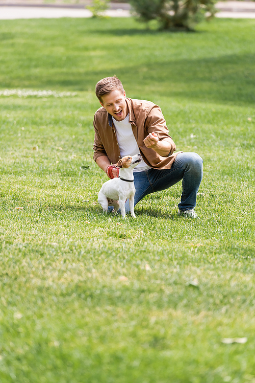 excited man training jack russell terrier dog on green lawn in park