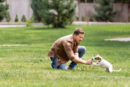 Selective focus of man playing with jack russell terrier in park