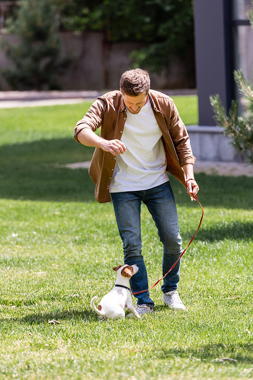 Selective focus of man in jeans playing with jack russell terrier on lawn