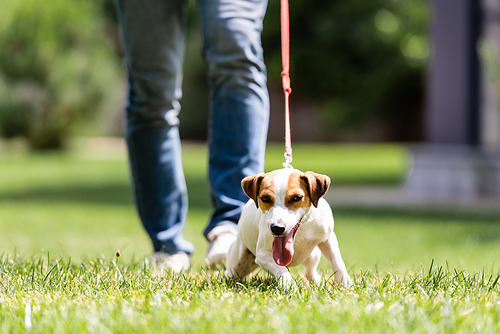 Selective focus of jack russell terrier with sticking out tongue walking near man in park