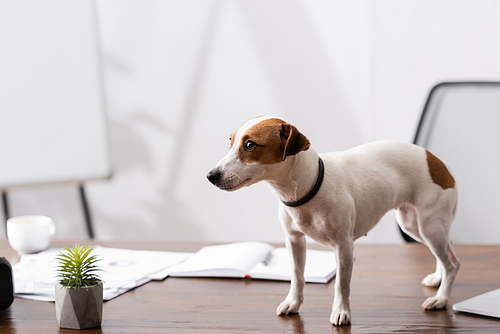 Jack russell terrier looking away near plant on office table
