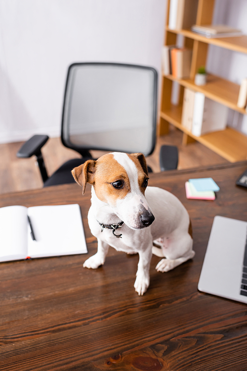 Selective focus of jack russell terrier sitting near laptop and notebook on office table