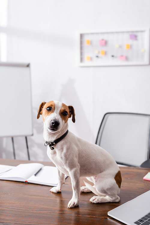 Selective focus of jack russell terrier  near laptop and notebook on table in office