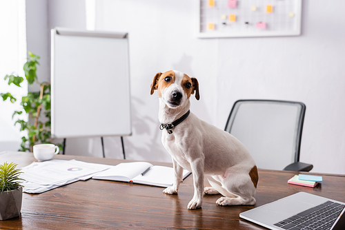 Selective focus of jack russell terrier sitting near laptop, plant and stationery on office table