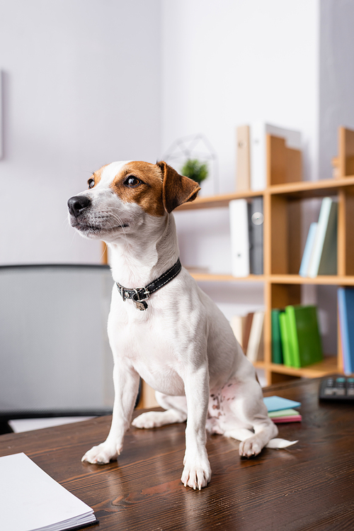 Selective focus of jack russell terrier sitting beside notebook on table in office