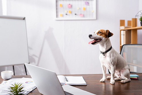 Selective focus of jack russell terrier sticking out tongue near laptop and notebook on office table