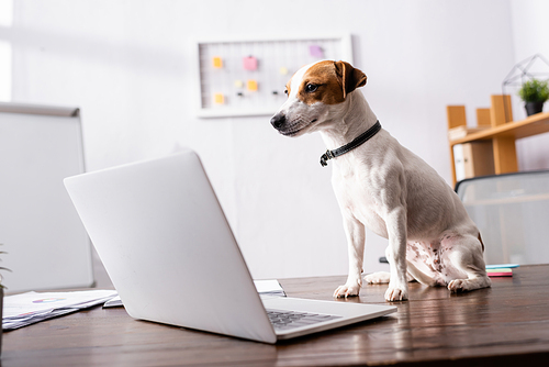 Selective focus of jack russell terrier looking at laptop on table in office