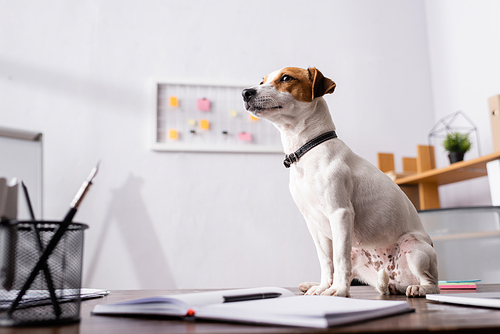 Selective focus of jack russell terrier looking away beside stationery on office table