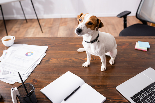 Selective focus of jack russell terrier sitting near laptop and stationery on table in office