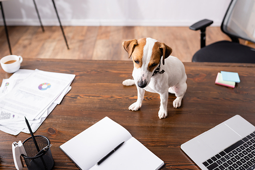 Selective focus of jack russell terrier looking away while sitting beside laptop, notebook and papers on office table