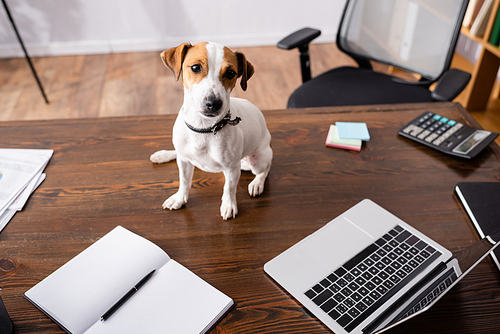 Selective focus of jack russell terrier  near notebook and laptop on table in office