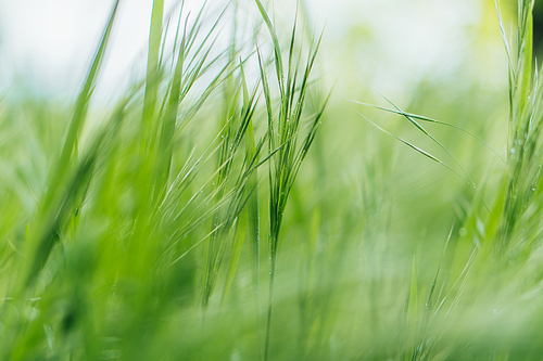 close up of green and fresh grass