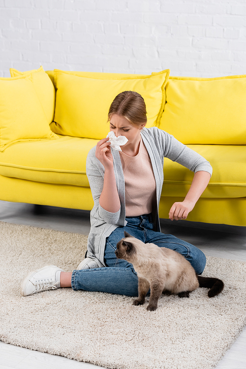 Woman with napkin sneezing during allergy near furry siamese cat on carpet