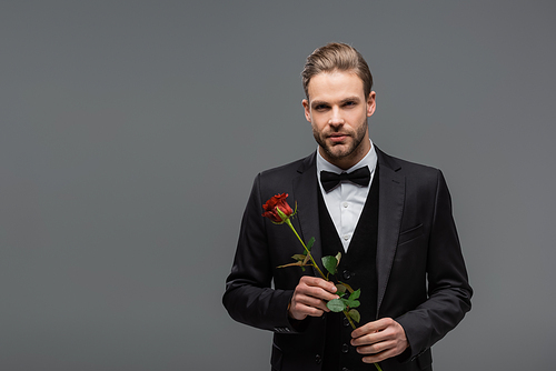 elegant businessman in black suit  while holding red rose isolated on grey