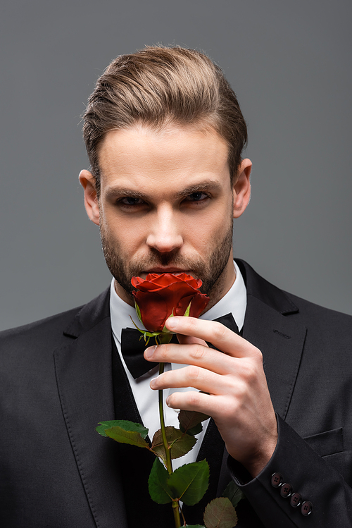 elegant businessman smelling red rose while  isolated on grey