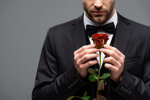 cropped view of businessman holding red rose isolated on grey