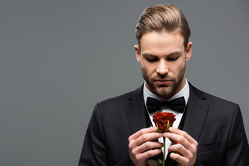 young businessman in black bow tie looking at red rose isolated on grey