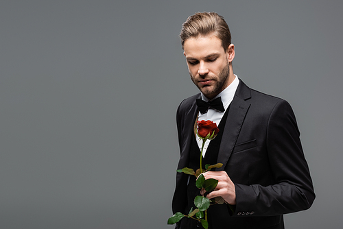 businessman in bow tie holding red rose isolated on grey