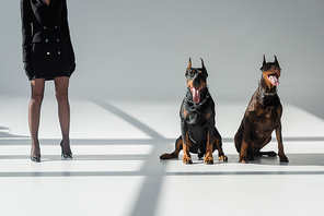 cropped view of elegant woman near doberman dogs on grey background with shadows