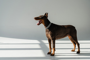 doberman dog standing on grey background with shadows