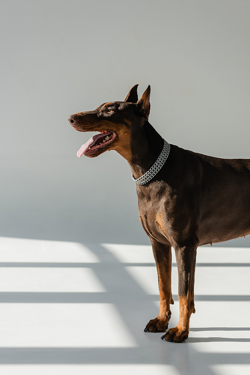 doberman dog in chain collar on grey background with shadows