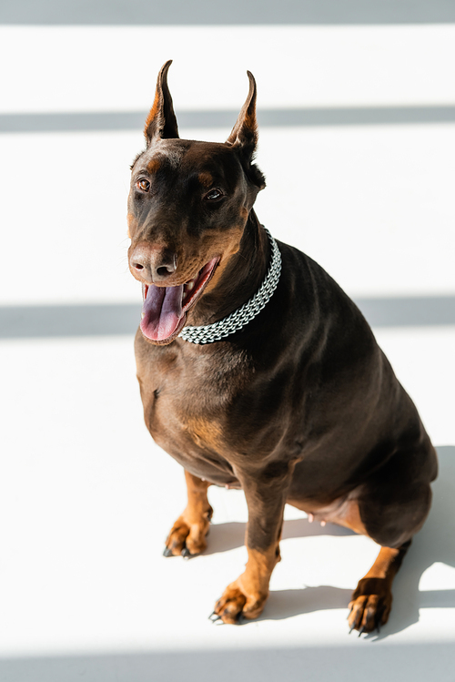 high angle view of doberman sitting on white floor with grey shadows