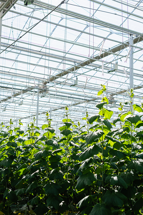 greenhouse with natural light and growing cucumber plants